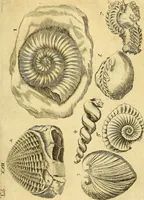 An illustration from Gottorffische Kunst-Kammer : worinnen allerhand ungemeine Sachen, so theils die Natur, theils künstliche Hände hervor gebracht und bereitet : vor diesem aus allen vier Theilen der Welt zusammen getragen, und vor einigen Jahren beschrieben, auch mit behörigen Kupffern gezieret (1674)
