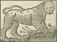 An illustration from Govierno general, moral, y politico : hallado en las fieras, y animales sylvestres : sacado de sus naturales virtudes, y propiedades, con particular tabla para sermones varios de tiempo, y de Santos (1696)