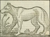 An illustration from Govierno general, moral, y politico : hallado en las fieras, y animales sylvestres : sacado de sus naturales virtudes, y propiedades, con particular tabla para sermones varios de tiempo, y de Santos (1696)