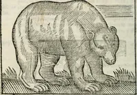An illustration from Govierno general, moral, y politico : hallado en las fieras, y animales sylvestres : sacado de sus naturales virtudes, y propiedades, con particular tabla para sermones varios de tiempo, y de Santos (1696)