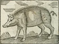 An illustration from Govierno general, moral, y politico : hallado en las fieras, y animales sylvestres : sacado de sus naturales virtudes, y propiedades, con particular tabla para sermones varios de tiempo, y de Santos (1696)