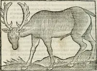 Picture 25 of 33 from Govierno general, moral, y politico : hallado en las fieras, y animales sylvestres : sacado de sus naturales virtudes, y propiedades, con particular tabla para sermones varios de tiempo, y de Santos (1696), leaf 307