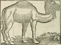 An illustration from Govierno general, moral, y politico : hallado en las fieras, y animales sylvestres : sacado de sus naturales virtudes, y propiedades, con particular tabla para sermones varios de tiempo, y de Santos (1696)