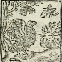 An illustration from Govierno general, moral, y politico : hallado en las fieras, y animales sylvestres : sacado de sus naturales virtudes, y propiedades, con particular tabla para sermones varios de tiempo, y de Santos (1696)