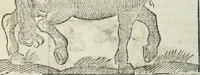 An illustration from Govierno general, moral, y politico : hallado en las fieras, y animales sylvestres : sacado de sus naturales virtudes, y propiedades, con particular tabla para sermones varios de tiempo, y de Santos (1696)