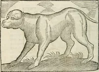 An illustration from Govierno general, moral, y politico : hallado en las fieras, y animales sylvestres : sacado de sus naturales virtudes, y propiedades, con particular tabla para sermones varios de tiempo, y de Santos (1696)