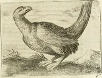 An illustration from Govierno general, moral, y politico : hallado en las aves mas generosas y nobles : sacado de sus naturales virtudes y propiedades (1683)