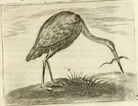 An illustration from Govierno general, moral, y politico : hallado en las aves mas generosas y nobles : sacado de sus naturales virtudes y propiedades (1683)