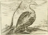 An illustration from Govierno general, moral, y politico : hallado en las aves mas generosas y nobles : sacado de sus naturales virtudes y propiedades (1683)