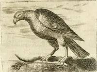 An illustration from Govierno general, moral, y politico : hallado en las aves mas generosas y nobles : sacado de sus naturales virtudes y propiedades (1683)