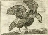 Picture 15 of 30 from Govierno general, moral, y politico : hallado en las aves mas generosas y nobles : sacado de sus naturales virtudes y propiedades (1683), leaf 281
