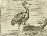 An illustration from Govierno general, moral, y politico : hallado en las aves mas generosas y nobles : sacado de sus naturales virtudes y propiedades (1683)