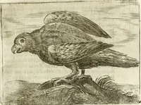 An illustration from Govierno general, moral, y politico : hallado en las aves mas generosas y nobles : sacado de sus naturales virtudes y propiedades (1683)