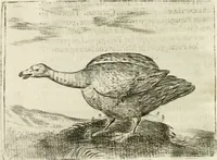 An illustration from Govierno general, moral, y politico : hallado en las aves mas generosas y nobles : sacado de sus naturales virtudes y propiedades (1683)