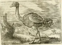 An illustration from Govierno general, moral, y politico : hallado en las aves mas generosas y nobles : sacado de sus naturales virtudes y propiedades (1683)
