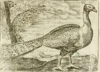 An illustration from Govierno general, moral, y politico : hallado en las aves mas generosas y nobles : sacado de sus naturales virtudes y propiedades (1683)