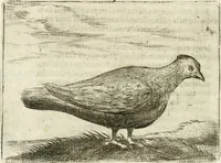 An illustration from Govierno general, moral, y politico : hallado en las aves mas generosas y nobles : sacado de sus naturales virtudes y propiedades (1683)