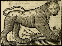 An illustration from Govierno general, moral, y politico. Hallado en las aves mas generosas, y nobles. Sacado de sus naturales virtudes, y propriedades. Añadido en esta vltima impression en diferentes partes: y el libro diez y nueve de las aves monstruosas (1696)