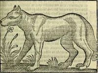 An illustration from Govierno general, moral, y politico. Hallado en las aves mas generosas, y nobles. Sacado de sus naturales virtudes, y propriedades. Añadido en esta vltima impression en diferentes partes: y el libro diez y nueve de las aves monstruosas (1696)