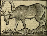 An illustration from Govierno general, moral, y politico. Hallado en las aves mas generosas, y nobles. Sacado de sus naturales virtudes, y propriedades. Añadido en esta vltima impression en diferentes partes: y el libro diez y nueve de las aves monstruosas (1696)