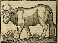 An illustration from Govierno general, moral, y politico. Hallado en las aves mas generosas, y nobles. Sacado de sus naturales virtudes, y propriedades. Añadido en esta vltima impression en diferentes partes: y el libro diez y nueve de las aves monstruosas (1696)