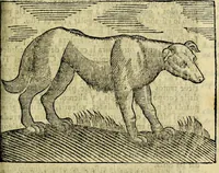 An illustration from Govierno general, moral, y politico. Hallado en las aves mas generosas, y nobles. Sacado de sus naturales virtudes, y propriedades. Añadido en esta vltima impression en diferentes partes: y el libro diez y nueve de las aves monstruosas (1696)