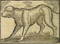 An illustration from Govierno general, moral, y politico. Hallado en las aves mas generosas, y nobles. Sacado de sus naturales virtudes, y propriedades. Añadido en esta vltima impression en diferentes partes: y el libro diez y nueve de las aves monstruosas (1696)