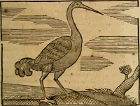 An illustration from Govierno general, moral, y politico. : Hallado en las aves mas generosas, y nobles. Sacado de sus naturales virtudes, y propriedades. Con qvarto tablas diferentes; es la vna para sermones varios de tiempo, y de Santos. (1696)