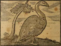 An illustration from Govierno general, moral, y politico. : Hallado en las aves mas generosas, y nobles. Sacado de sus naturales virtudes, y propriedades. Con qvarto tablas diferentes; es la vna para sermones varios de tiempo, y de Santos. (1696)