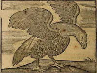 An illustration from Govierno general, moral, y politico. : Hallado en las aves mas generosas, y nobles. Sacado de sus naturales virtudes, y propriedades. Con qvarto tablas diferentes; es la vna para sermones varios de tiempo, y de Santos. (1696)