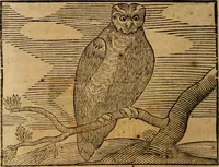 An illustration from Govierno general, moral, y politico. : Hallado en las aves mas generosas, y nobles. Sacado de sus naturales virtudes, y propriedades. Con qvarto tablas diferentes; es la vna para sermones varios de tiempo, y de Santos. (1696)