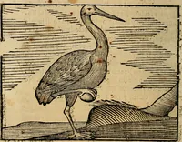An illustration from Govierno general, moral, y politico. : Hallado en las aves mas generosas, y nobles. Sacado de sus naturales virtudes, y propriedades. Con qvarto tablas diferentes; es la vna para sermones varios de tiempo, y de Santos. (1696)