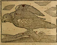 An illustration from Govierno general, moral, y politico. : Hallado en las aves mas generosas, y nobles. Sacado de sus naturales virtudes, y propriedades. Con qvarto tablas diferentes; es la vna para sermones varios de tiempo, y de Santos. (1696)