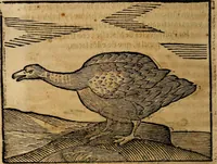 An illustration from Govierno general, moral, y politico. : Hallado en las aves mas generosas, y nobles. Sacado de sus naturales virtudes, y propriedades. Con qvarto tablas diferentes; es la vna para sermones varios de tiempo, y de Santos. (1696)