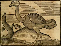 An illustration from Govierno general, moral, y politico. : Hallado en las aves mas generosas, y nobles. Sacado de sus naturales virtudes, y propriedades. Con qvarto tablas diferentes; es la vna para sermones varios de tiempo, y de Santos. (1696)