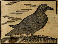 An illustration from Govierno general, moral, y politico. : Hallado en las aves mas generosas, y nobles. Sacado de sus naturales virtudes, y propriedades. Con qvarto tablas diferentes; es la vna para sermones varios de tiempo, y de Santos. (1696)
