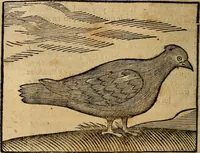 Picture 42 of 47 from Govierno general, moral, y politico. : Hallado en las aves mas generosas, y nobles. Sacado de sus naturales virtudes, y propriedades. Con qvarto tablas diferentes; es la vna para sermones varios de tiempo, y de Santos. (1696), leaf 381