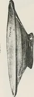 An illustration from Graeco-Egyptian glass (1905)