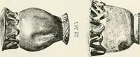 An illustration from Graeco-Egyptian glass (1905)