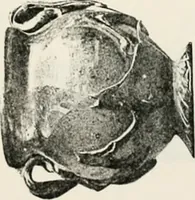 An illustration from Graeco-Egyptian glass (1905)