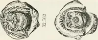 An illustration from Graeco-Egyptian glass (1905)