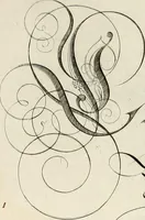 An illustration from Gram[m]ato-graphices : jn qvo varia scripturae emblemata, belgicis, germanicis, italicis, hispanicis, gallicis, et latinis characterib[us] exarata : cum singulorum anatomicis fundamentis ad exacté pingedum perquàm utilia, oculis spectanda jmitandaq[ue], proponuntur (1605)