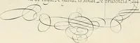 An illustration from Gram[m]ato-graphices : jn qvo varia scripturae emblemata, belgicis, germanicis, italicis, hispanicis, gallicis, et latinis characterib[us] exarata : cum singulorum anatomicis fundamentis ad exacté pingedum perquàm utilia, oculis spectanda jmitandaq[ue], proponuntur (1605)