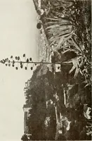 Picture 439 of 527 from Granada and the Alhambra, a brief description of the ancient city of Granada, with a particular account of the Moorish palace (1907), leaf 502