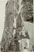 Picture 495 of 527 from Granada and the Alhambra, a brief description of the ancient city of Granada, with a particular account of the Moorish palace (1907), leaf 558