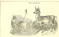 An illustration from Grand illustrated encyclopedia of animated nature : embracing a full description of the different races of men, and of the characteristic habits and modes of life of the various beasts, birds, fishes, insects, reptiles, and microscopic animalcula of the globe : being a complete history of the animal kingdom (1855)