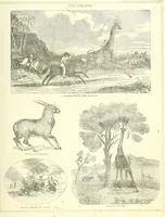 Picture 5 of 14 from Grand illustrated encyclopedia of animated nature : embracing a full description of the different races of men, and of the characteristic habits and modes of life of the various beasts, birds, fishes, insects, reptiles, and microscopic animalcula of the globe : being a complete history of the animal kingdom (1855), leaf 163