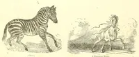 Picture 6 of 14 from Grand illustrated encyclopedia of animated nature : embracing a full description of the different races of men, and of the characteristic habits and modes of life of the various beasts, birds, fishes, insects, reptiles, and microscopic animalcula of the globe : being a complete history of the animal kingdom (1855), leaf 184