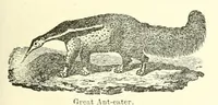 Picture 7 of 14 from Grand illustrated encyclopedia of animated nature : embracing a full description of the different races of men, and of the characteristic habits and modes of life of the various beasts, birds, fishes, insects, reptiles, and microscopic animalcula of the globe : being a complete history of the animal kingdom (1855), leaf 203