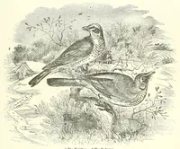 Picture 9 of 14 from Grand illustrated encyclopedia of animated nature : embracing a full description of the different races of men, and of the characteristic habits and modes of life of the various beasts, birds, fishes, insects, reptiles, and microscopic animalcula of the globe : being a complete history of the animal kingdom (1855), leaf 243